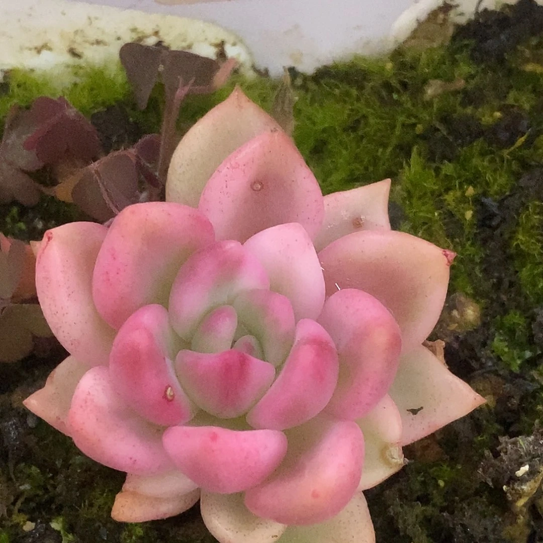 579东云杂high哈哈哈