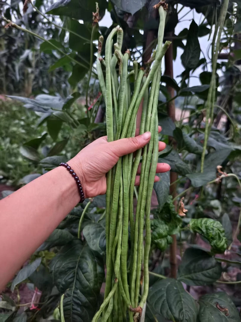 四川内江威远泡豇豆泡菜豇豆现摘1斤3斤
