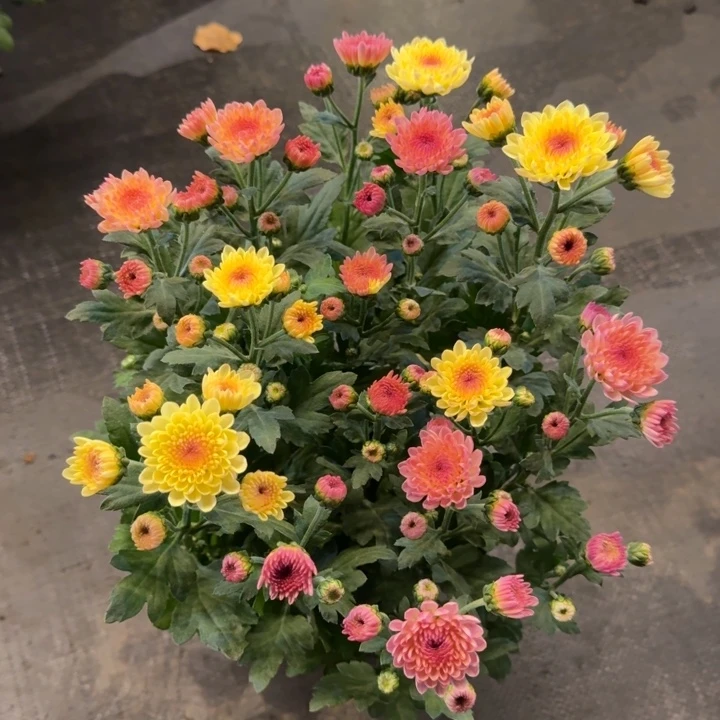 双色宝莲灯橘粉色+奶油色