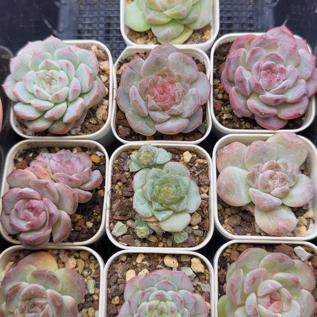 【满19.9包邮非偏远】579十棵糖心珍妮