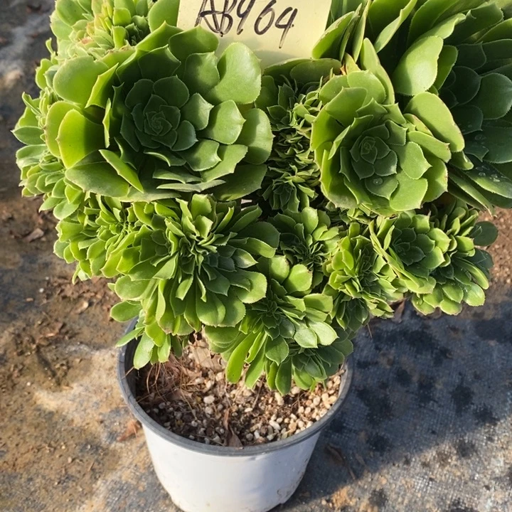 绿羊绒坠964号1棵1111111