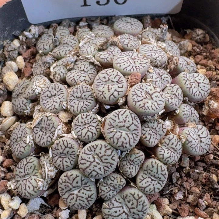 130墨小锥。