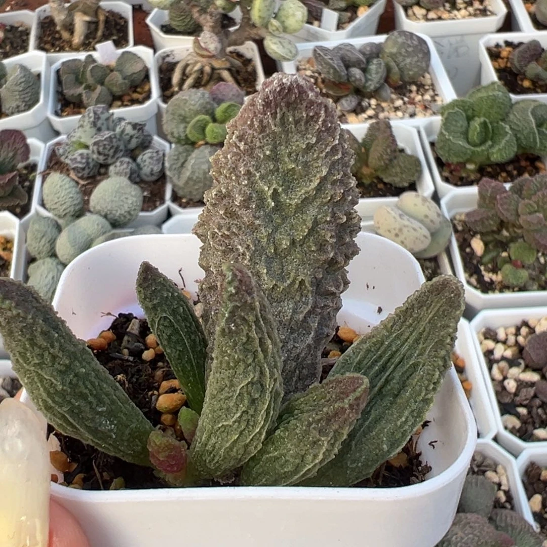 福利款苍龙大苗多肉植物