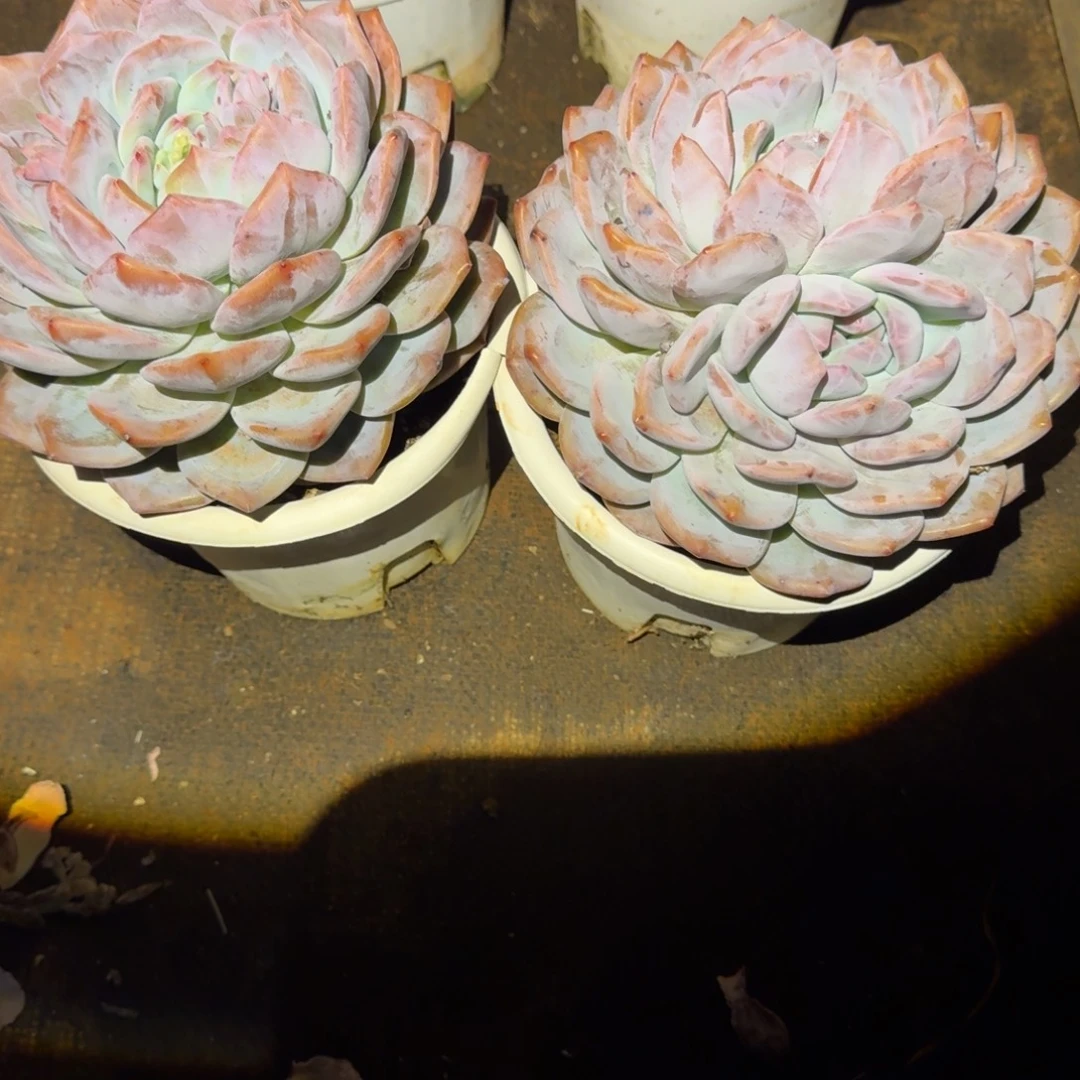 2号2个橙梦路多肉植物