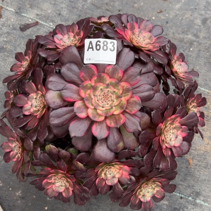 683多肉植物30厘米左右