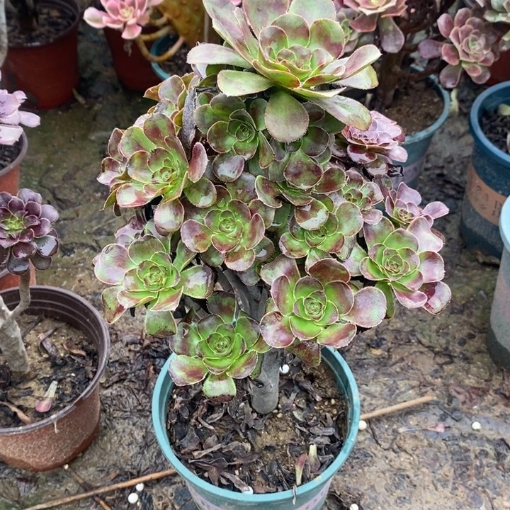 圆叶多肉植物048
