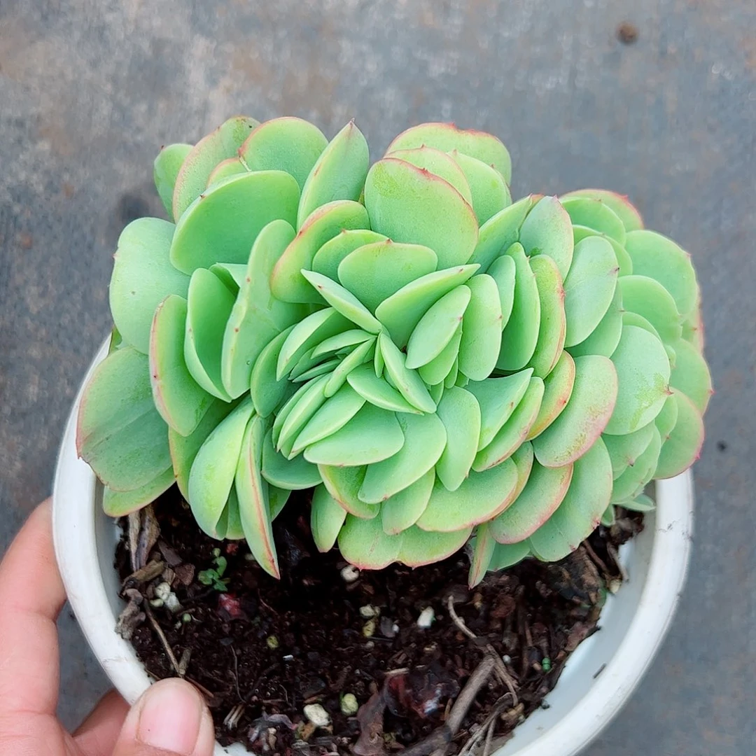 三***月碧桃缀化，一物一拍