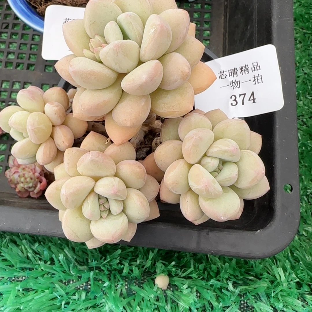 巧***财闪购精品多肉374号