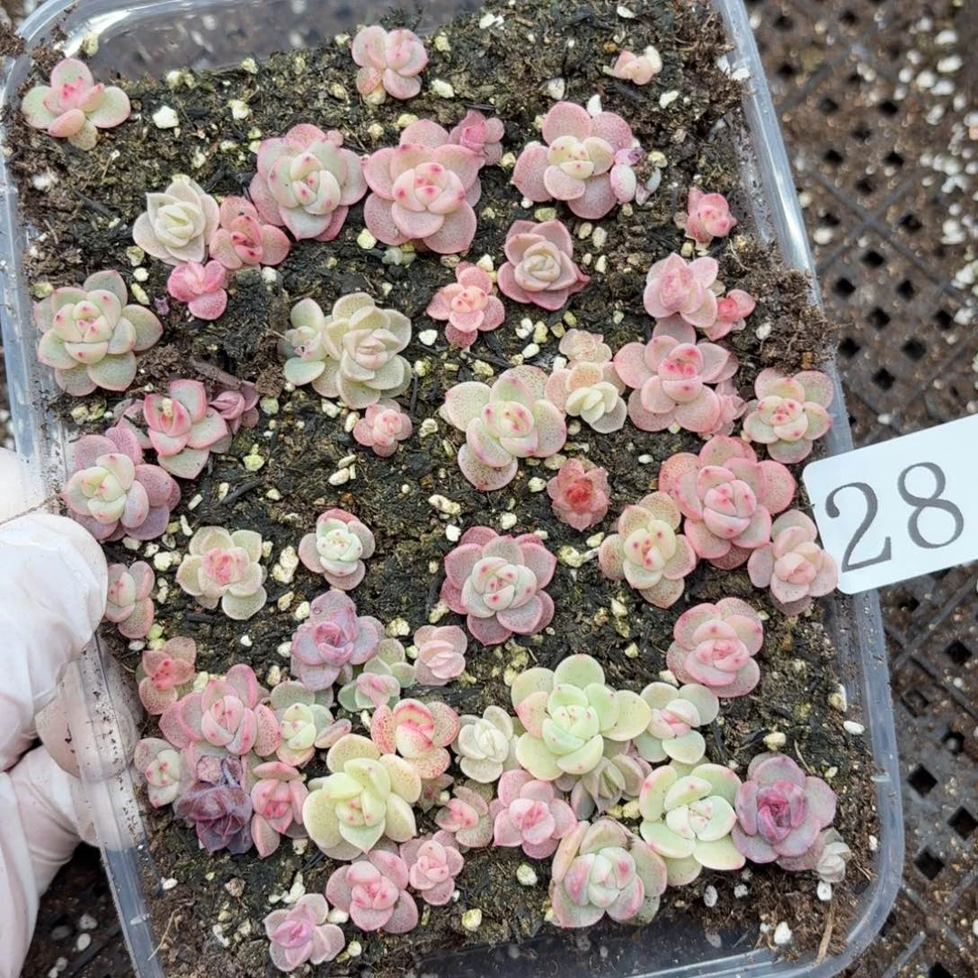 多肉植物多肉植物284