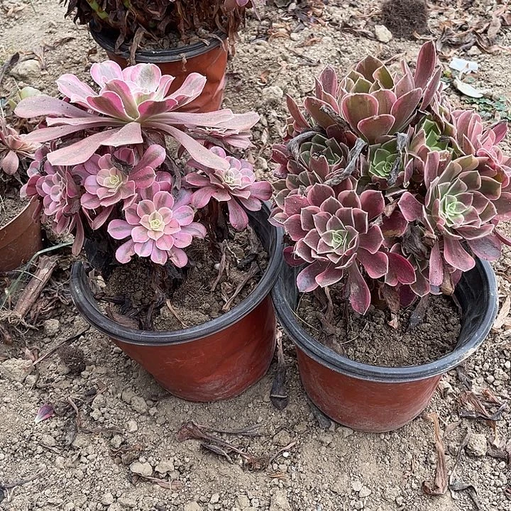 2棵玫瑰玫瑰玫瑰玫瑰