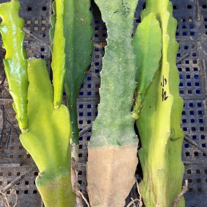 当前无花栽培后可以开花717