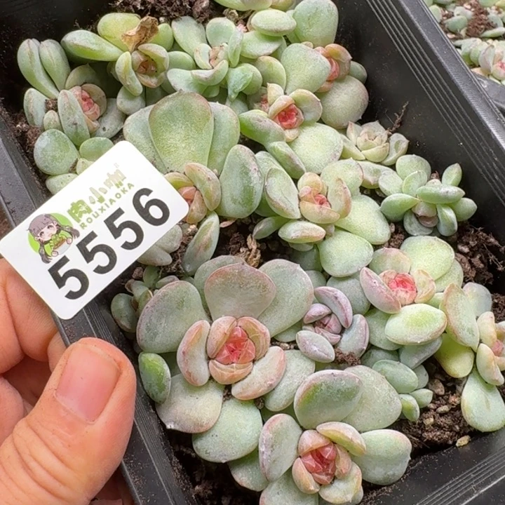 浅***浅多肉植物多肉植物