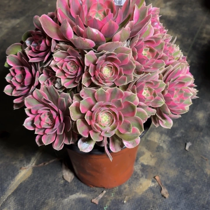 瑞妈，，，。。。571女妖，