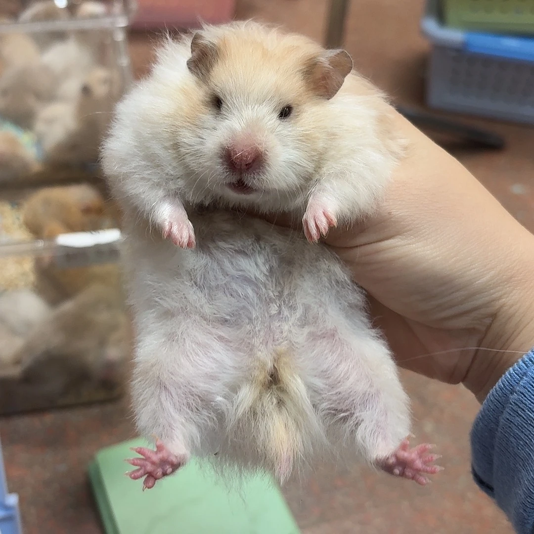 162克生过一窝直毛妹妹