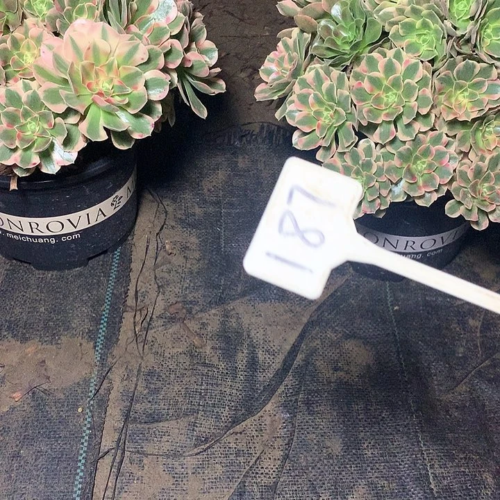 蜜*～多肉多肉多肉妖月187