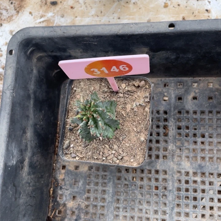 张***饱实生白衣魁伟玉3146