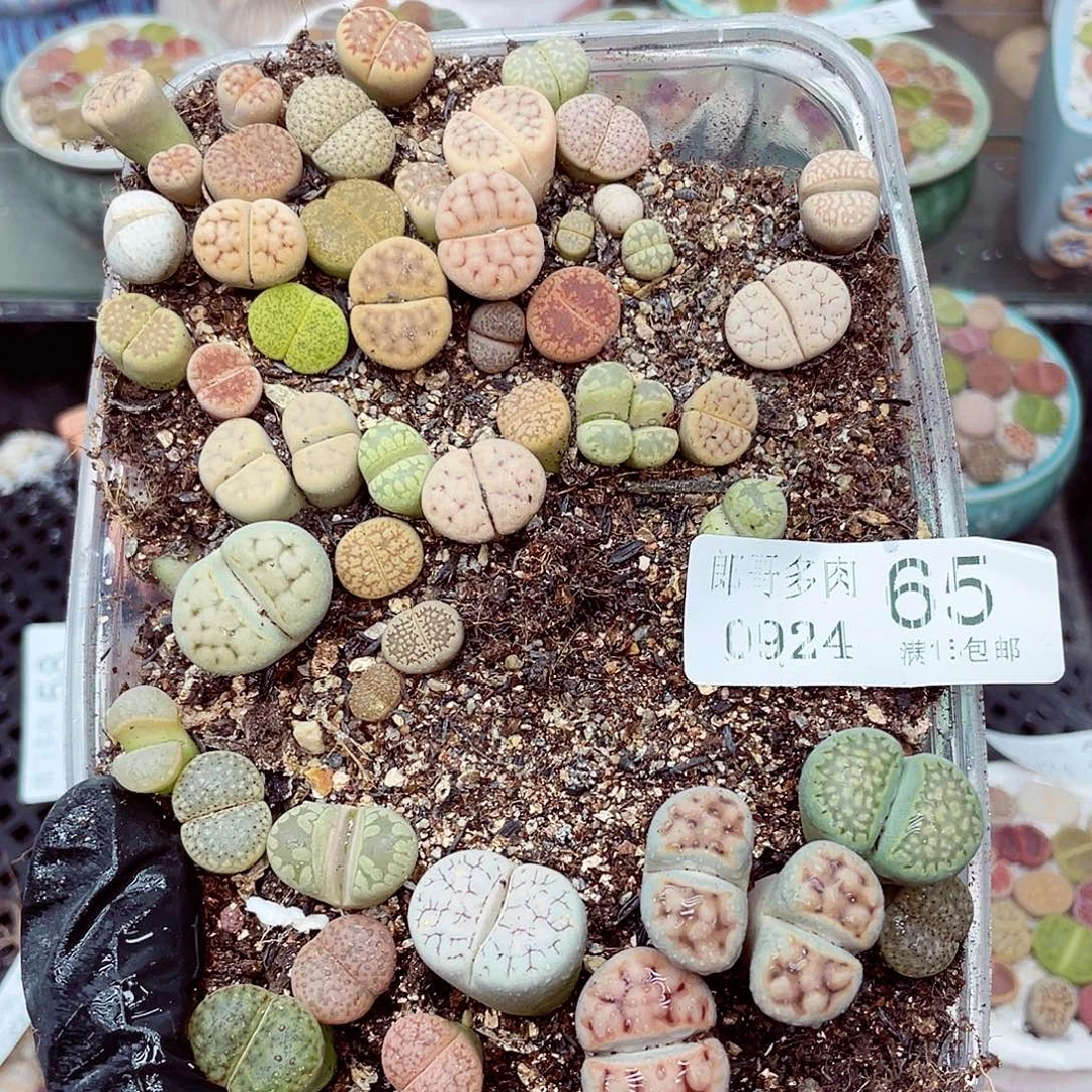 生石花18包邮0924-65