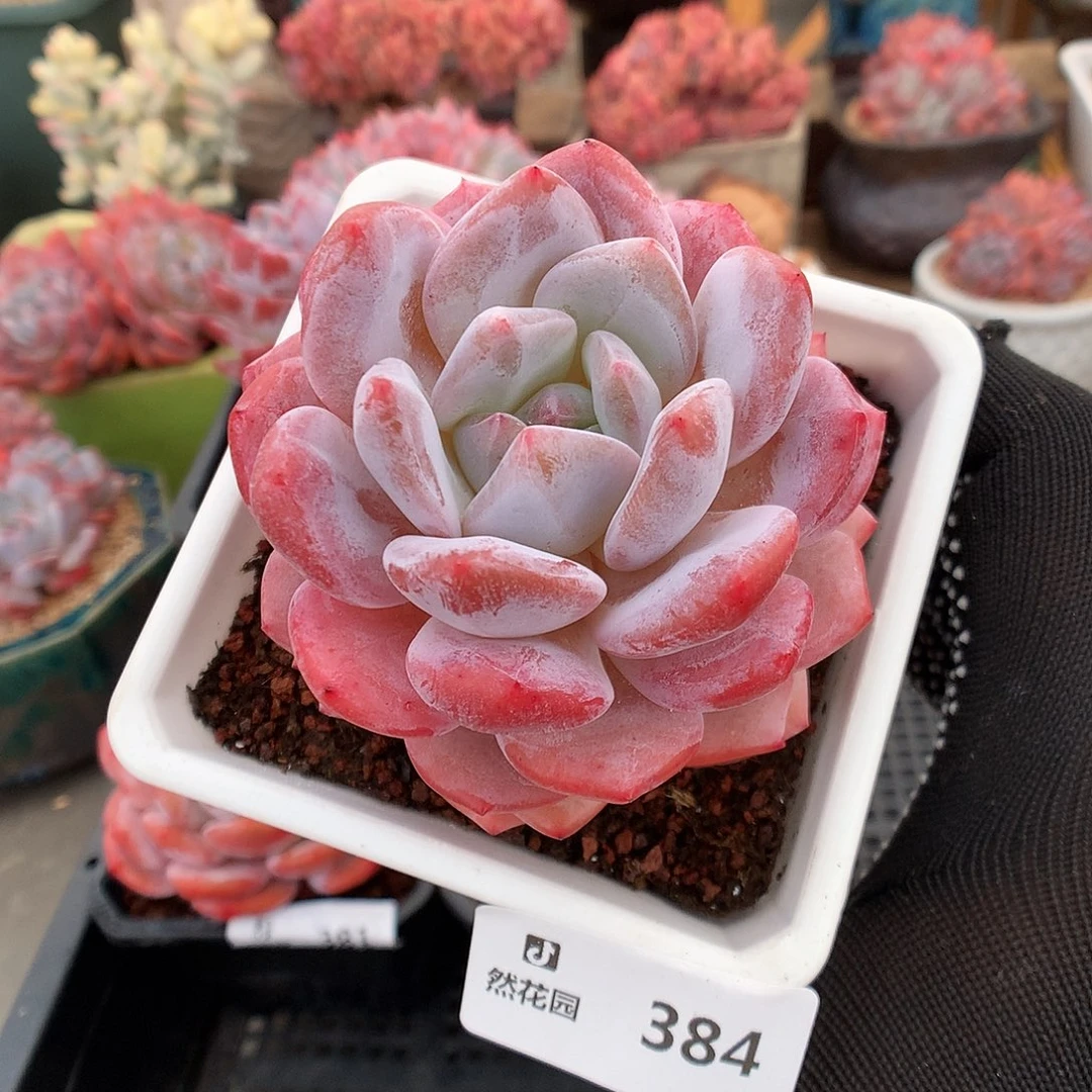 384雪天使多肉植物666