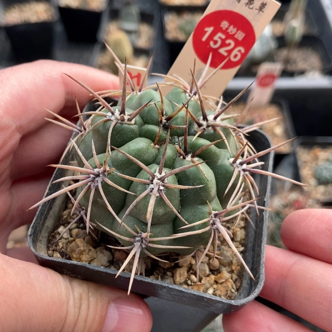 实生狂刺恐龙丸5.5cm