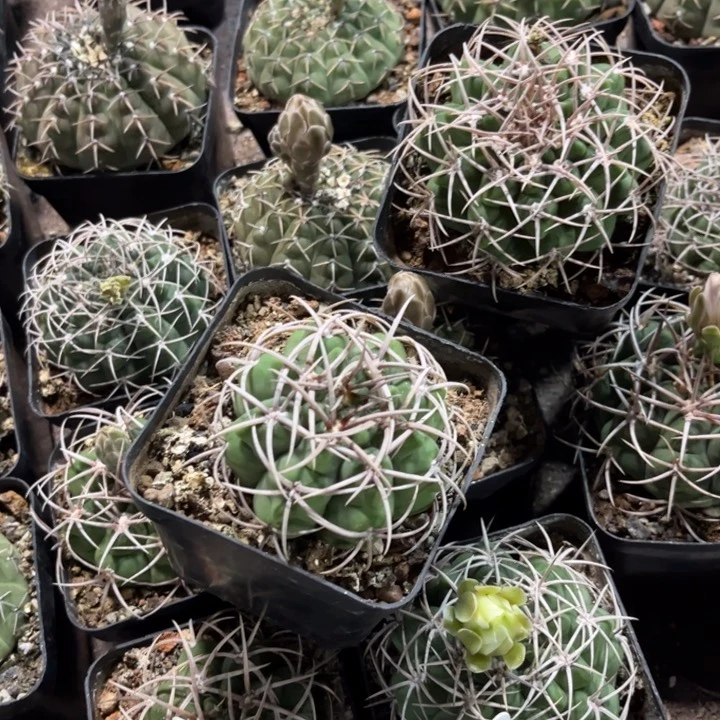 无花朵二个实生祼颚杂