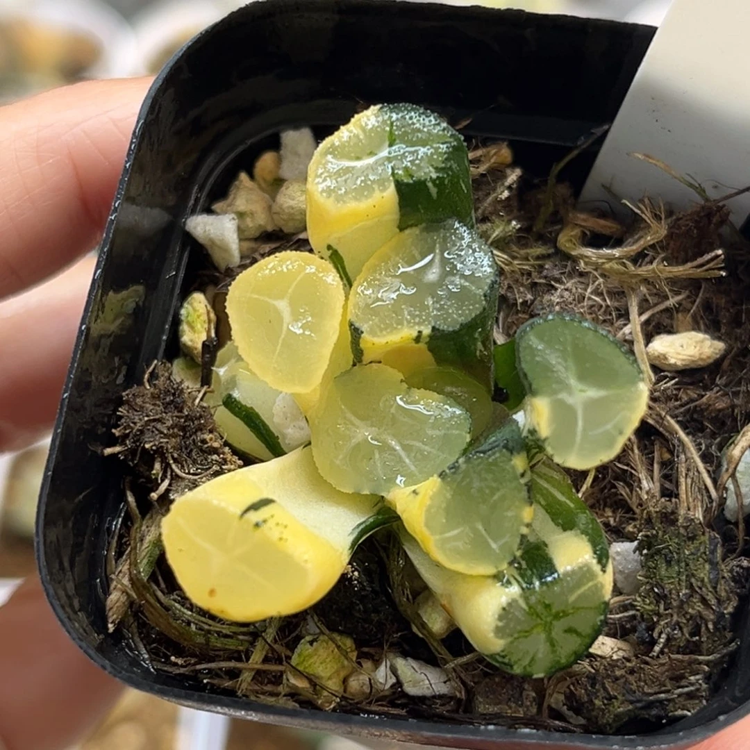 85玉龙万象锦福利专场