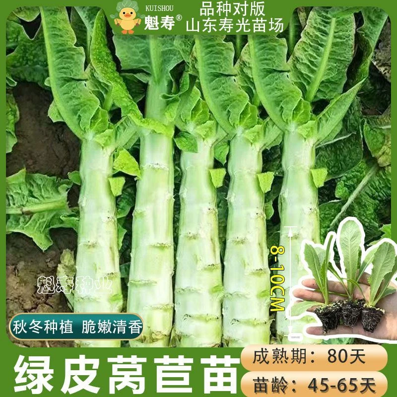 青皮莴笋苗穴盘苗苣秧苗莴笋秋冬种植耐寒耐热高产抗病阳台盆栽