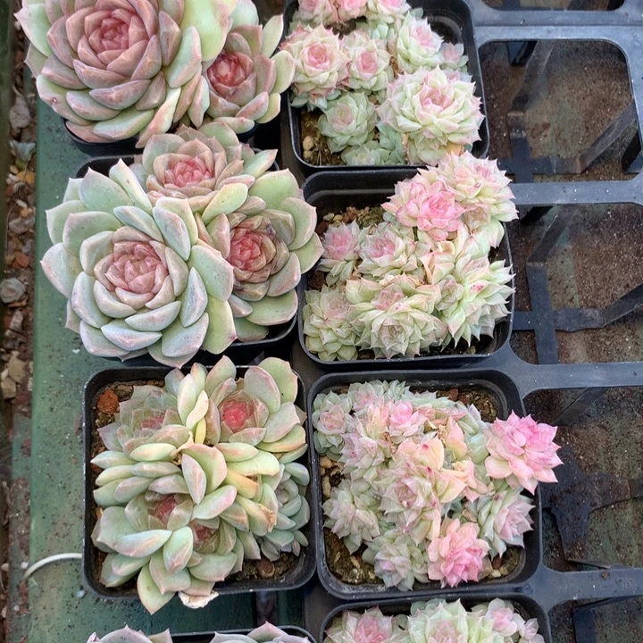 珍妮➕女王sp两颗一组