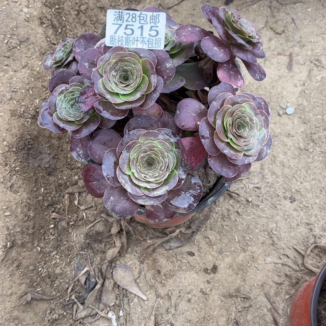 M. 7515美金玫瑰多肉，？b