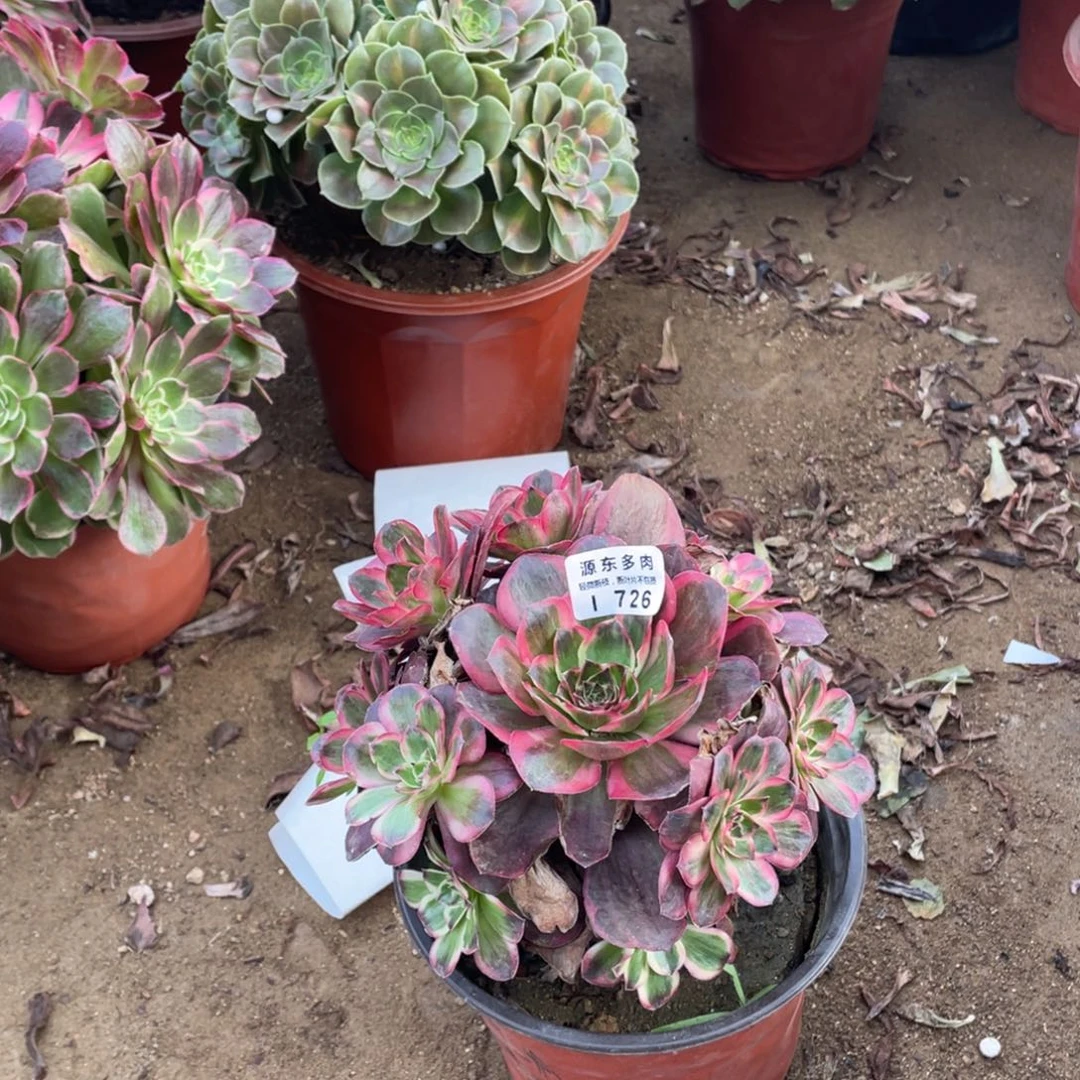 726纳福多肉法师断枝不包