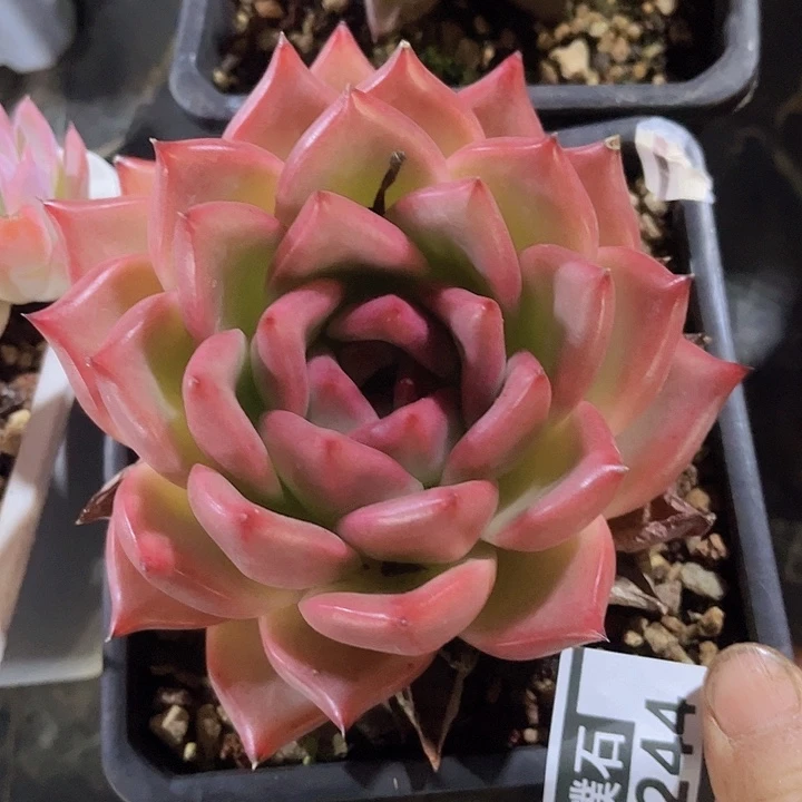 皮蛋15244多肉植物
