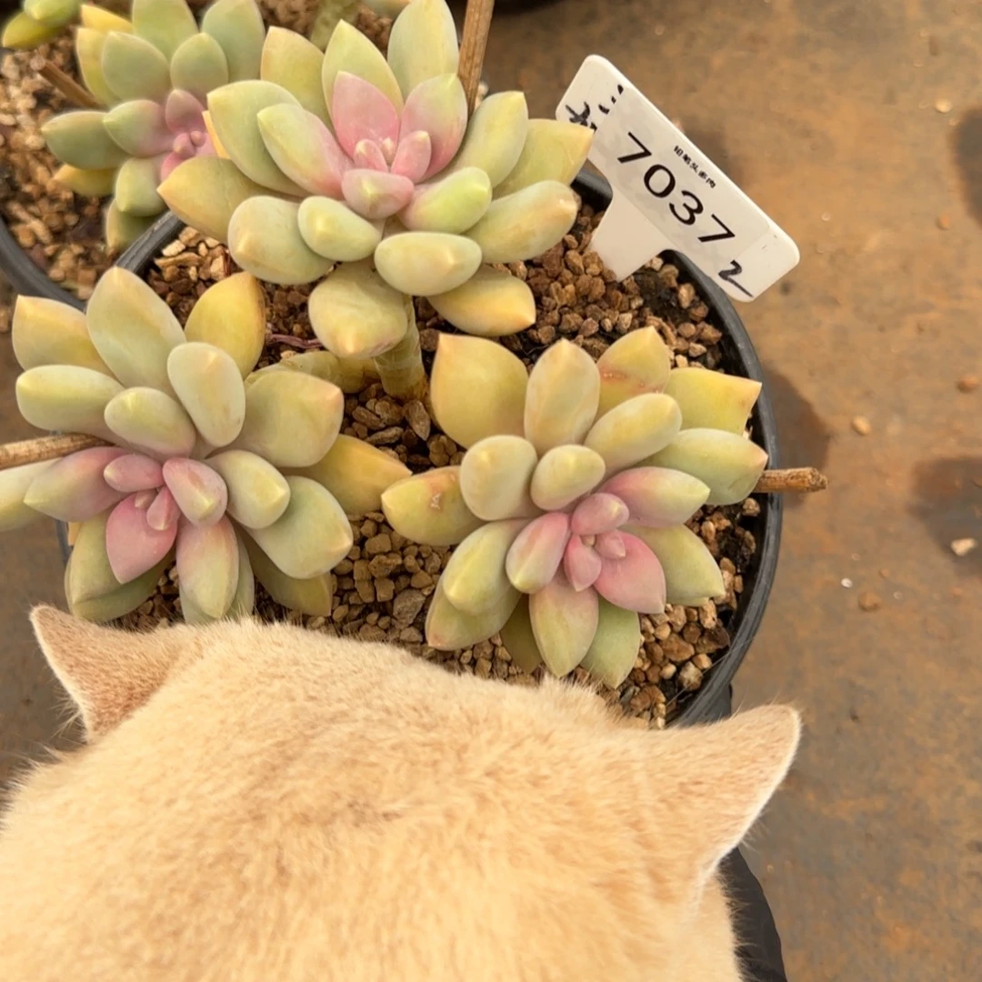 7037。    丽莎花园