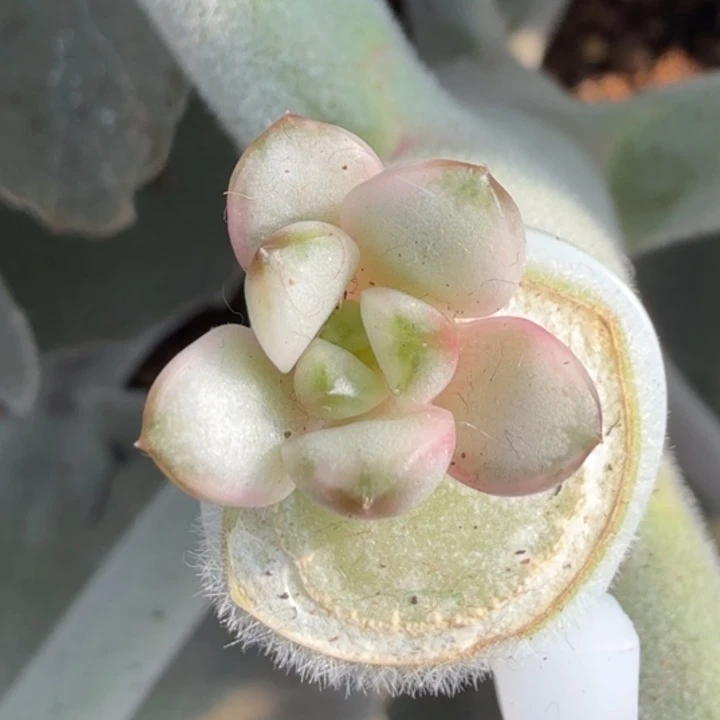 葡萄锦 腹轮锦福利