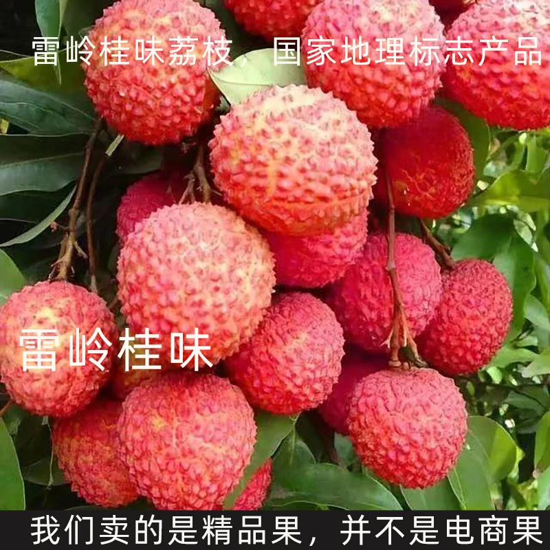 【地理标志产品】老树雷岭荔枝桂味京东现摘现发(坏果包赔,好果子)