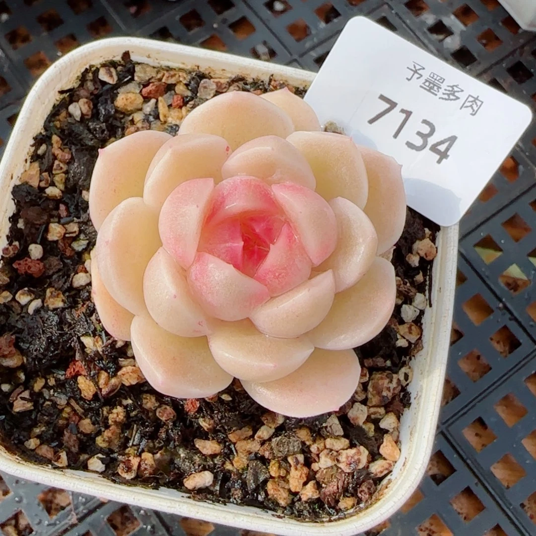 孤月珍妮，7134多肉植物