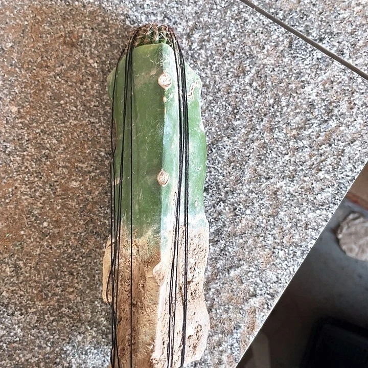 小****8初见嫁接好的球球