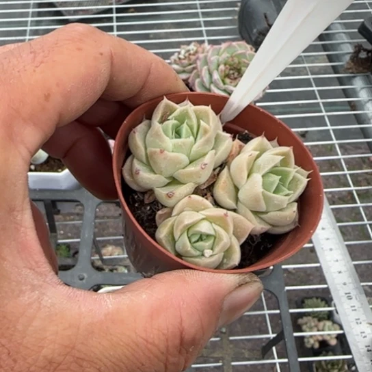 344孤品一物一拍多肉
