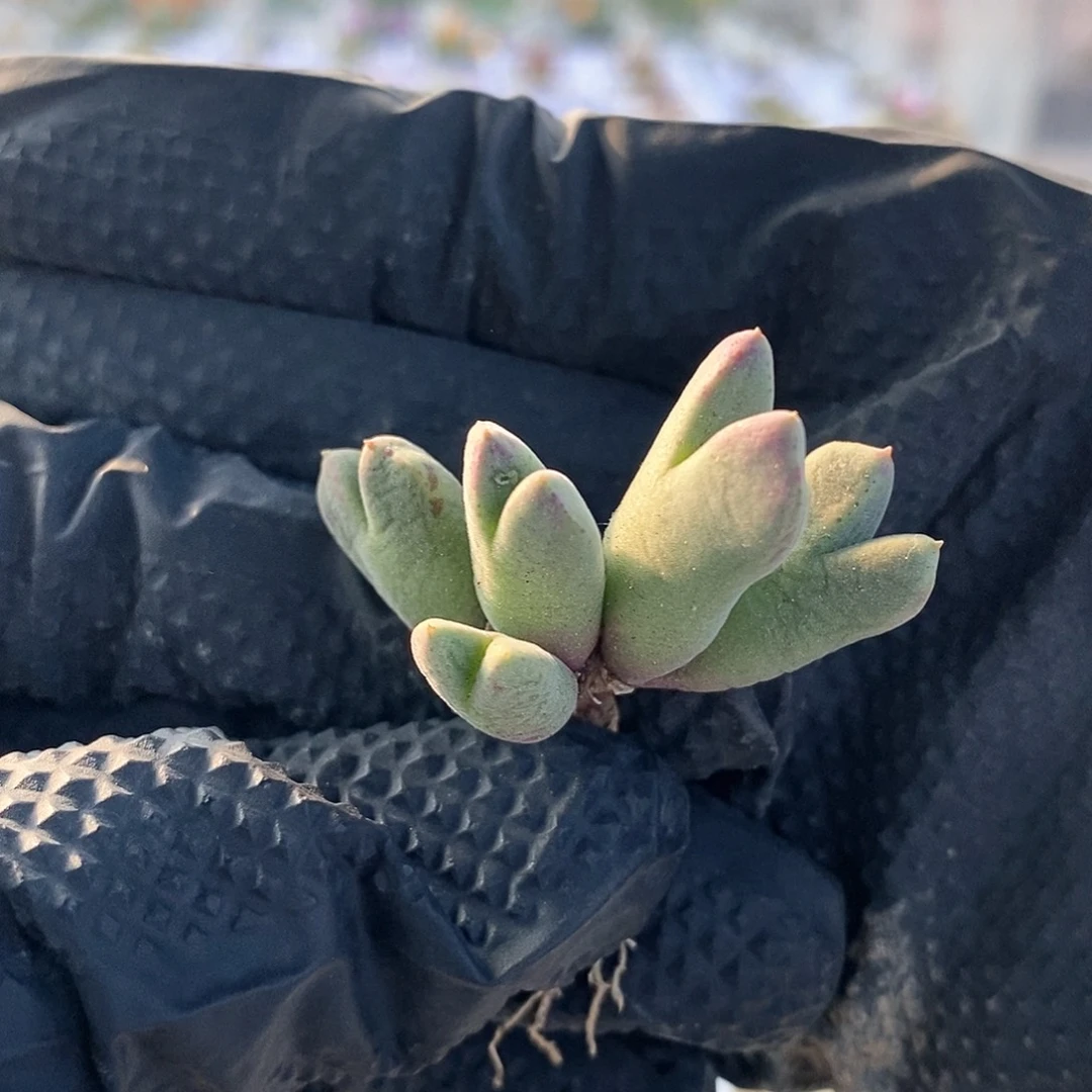 一物一拍猪蹄杂交带血斑5头群生