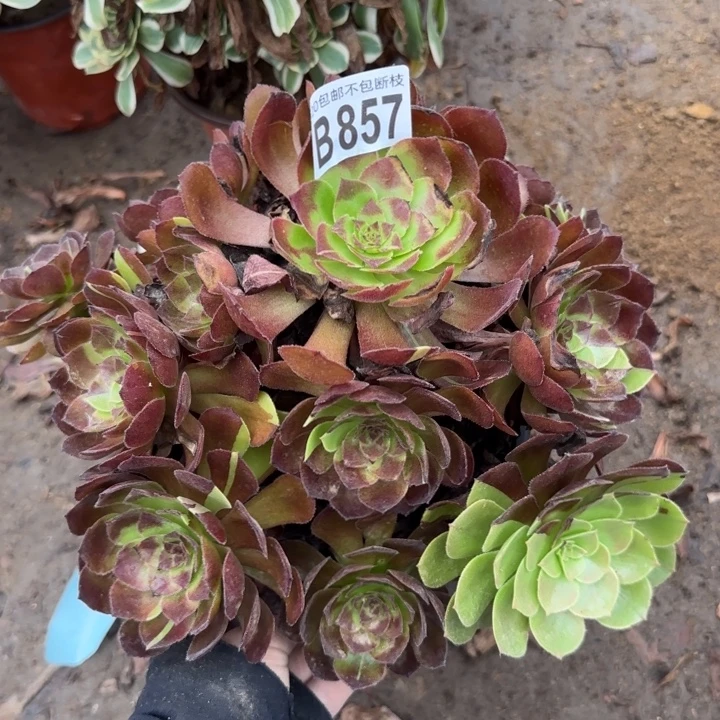 黑寡妇……多肉植物……
