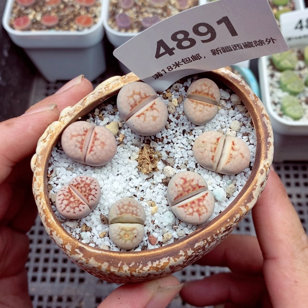 4891。