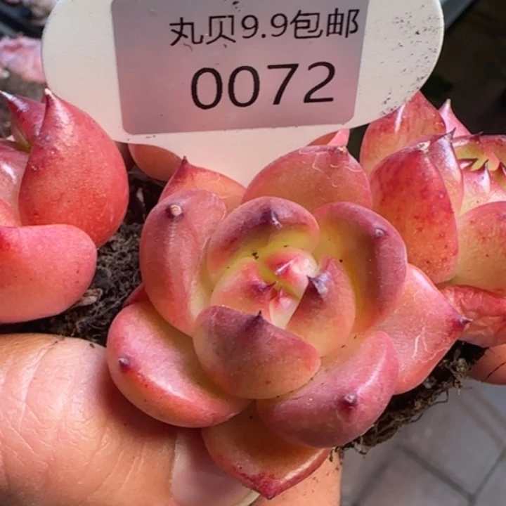 72号   哈尼粉   优选