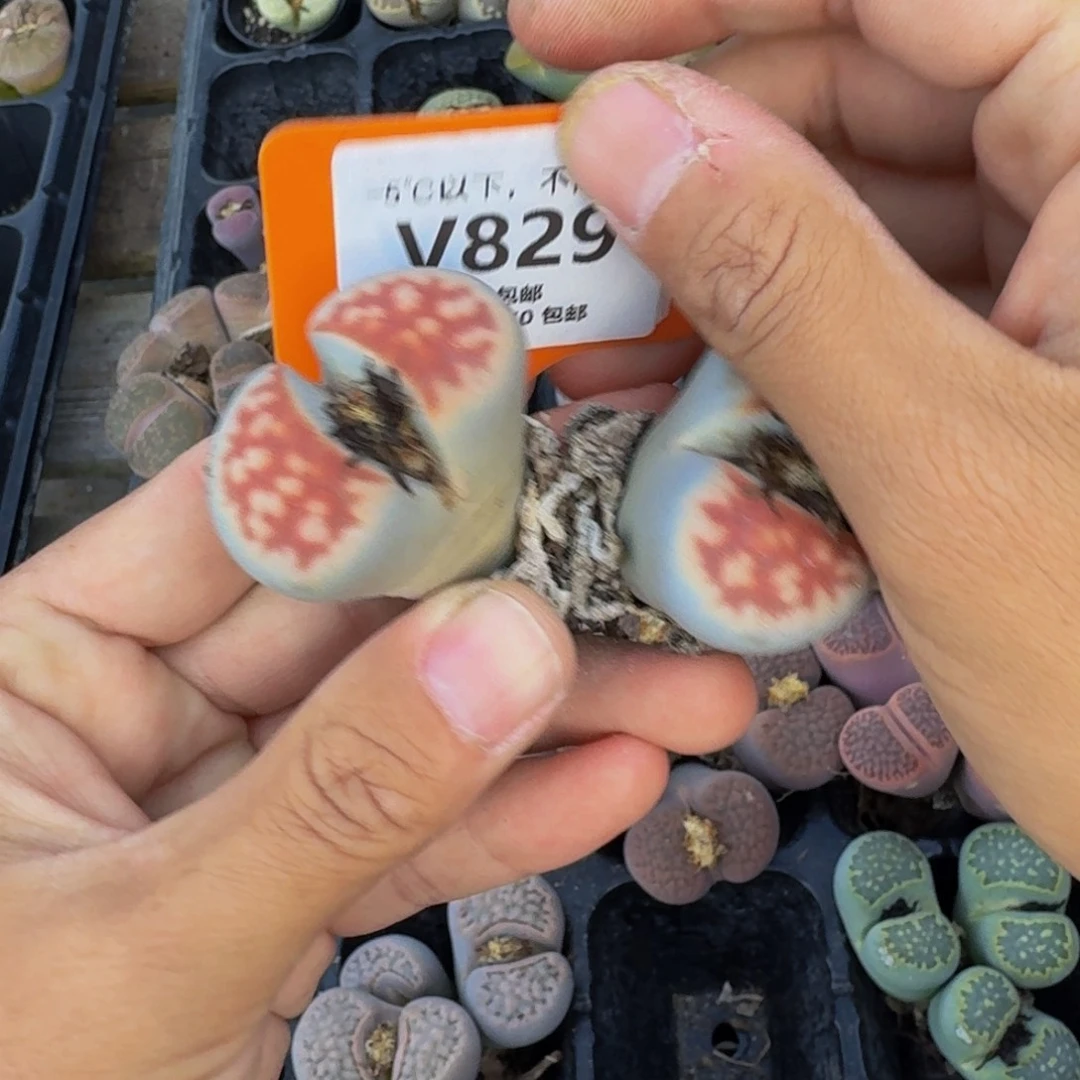 829 生石花大群生一物一拍