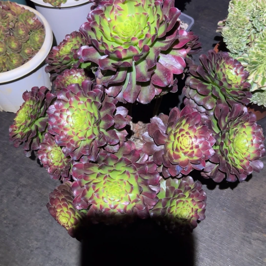 铜雀台老桩法师捧花