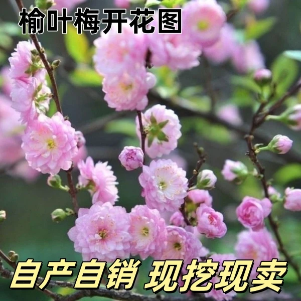 小叶榆叶梅地栽盆栽小桃红南北方耐寒耐旱庭院观赏花卉灌木榆叶梅