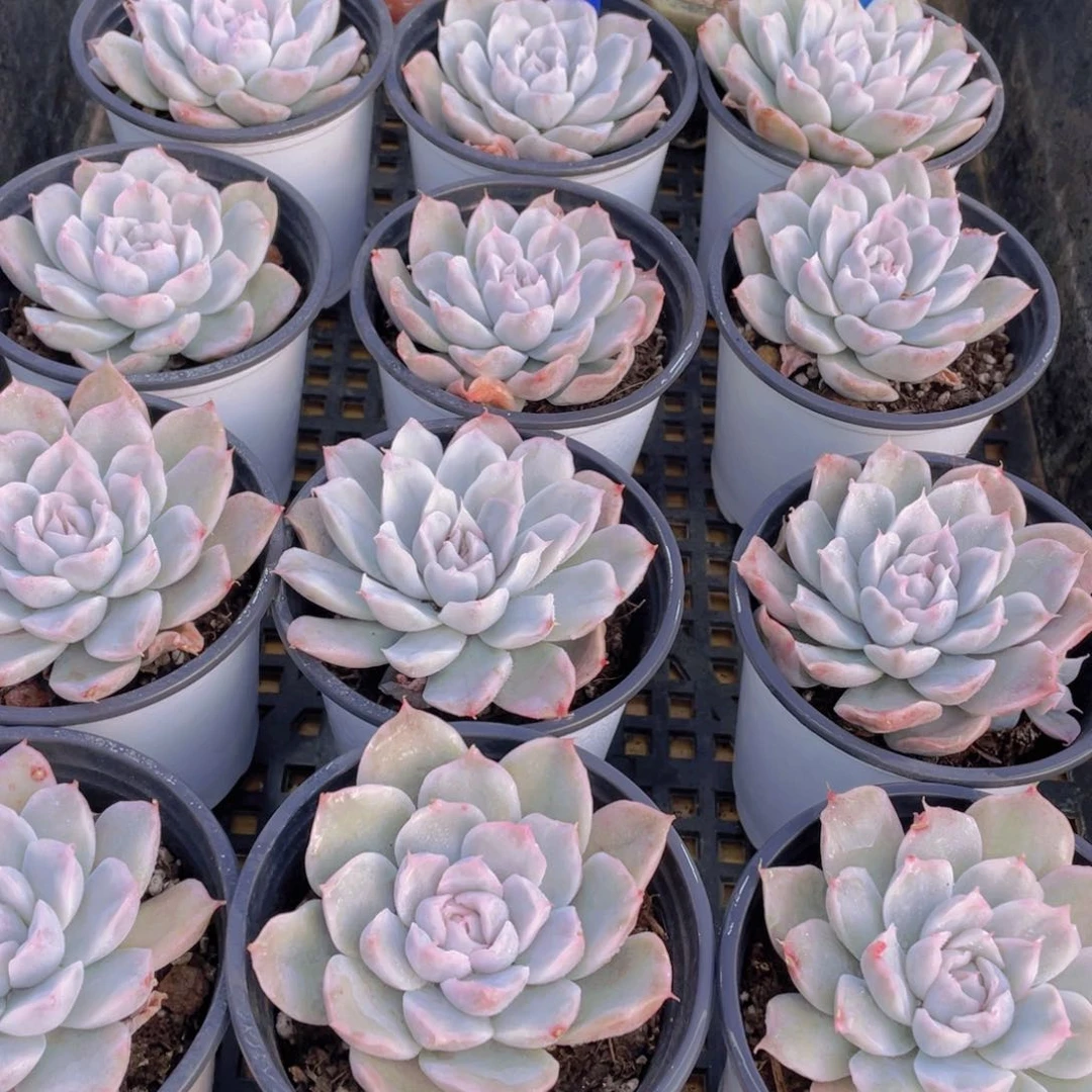 量拍81号 辛普森锦单头2个