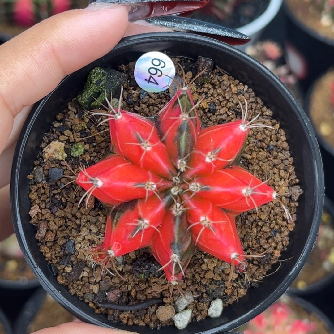 664    带盆土发货