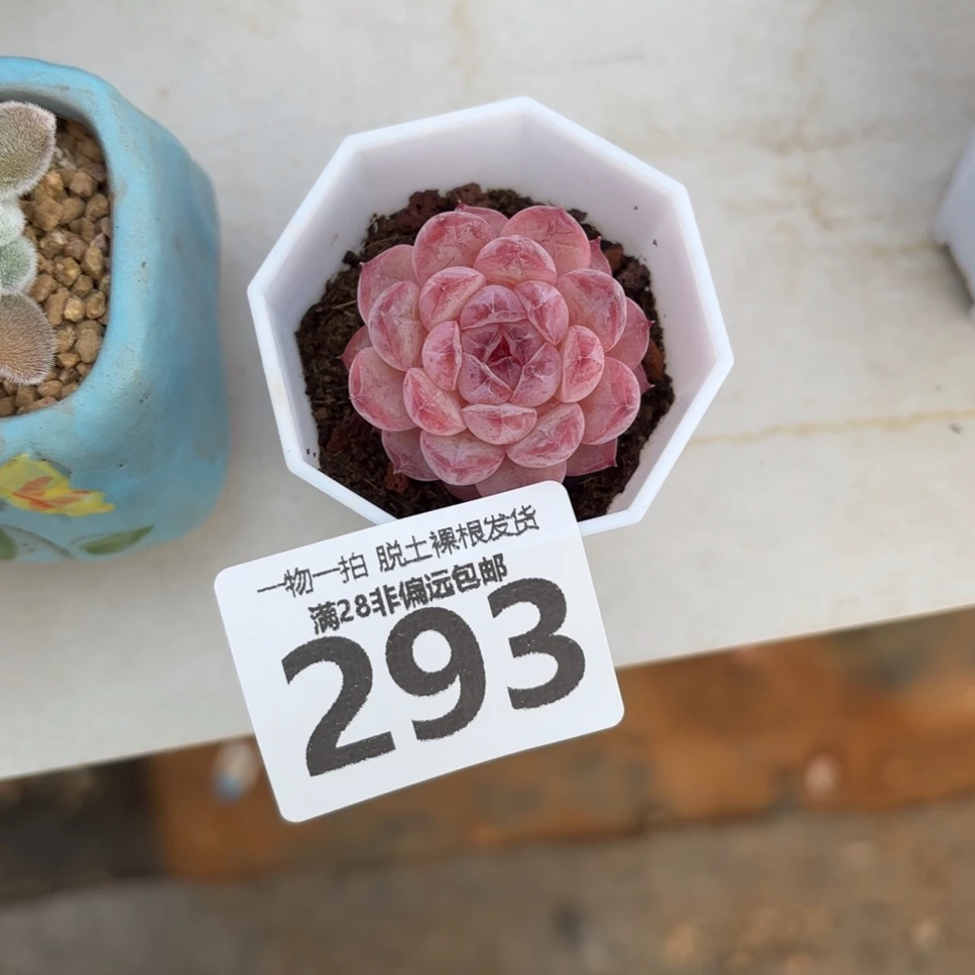 紫霜单头无盆土发货