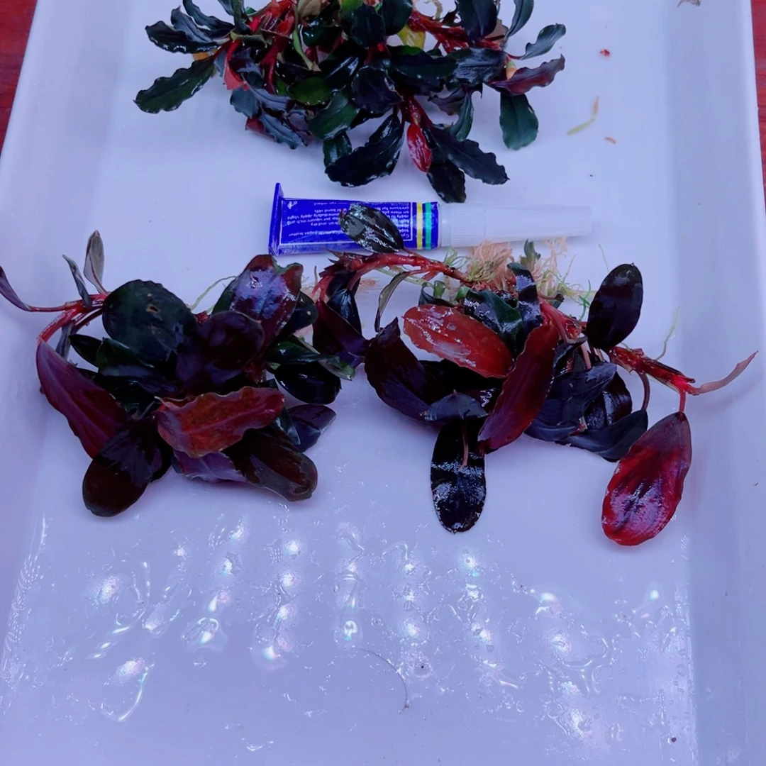 美小呆哇塞套餐一份