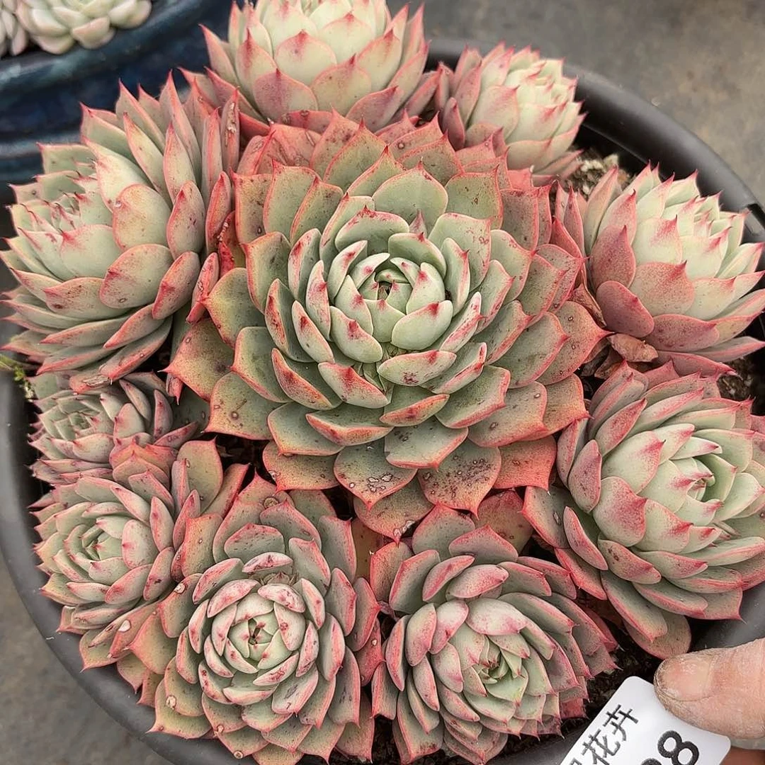 用****1同温层多肉林杰安娜328