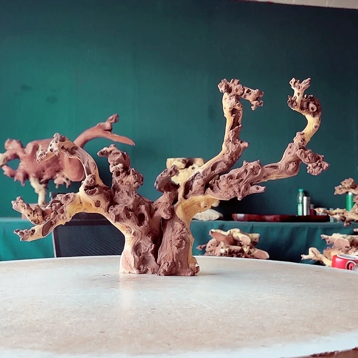 黑果木微**怀662 金丝红木羊蹄甲半成品