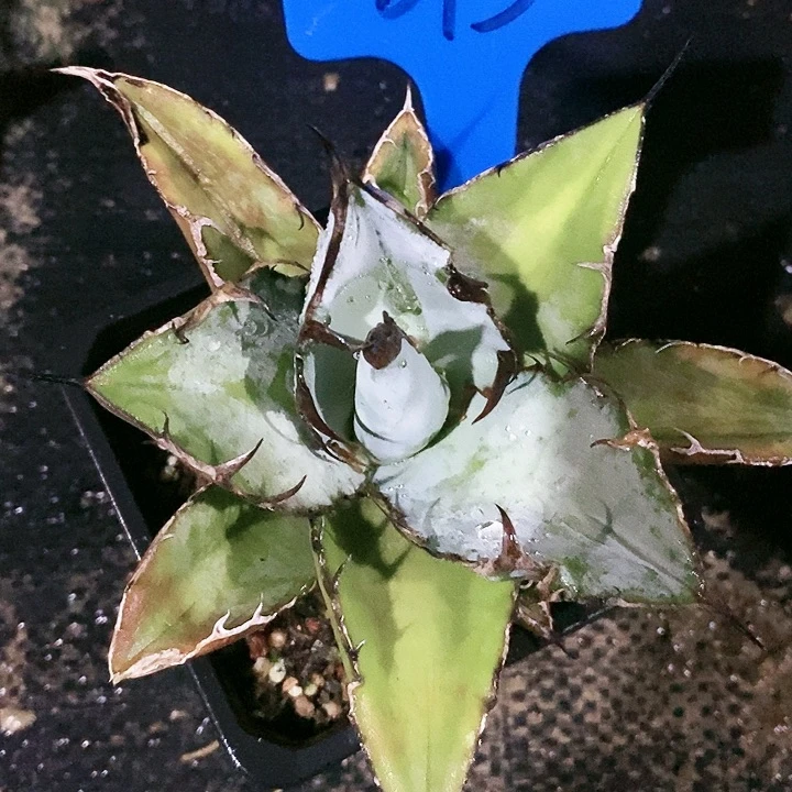 【闪购商品】无花朵龙舌兰蓝肌仁王冠